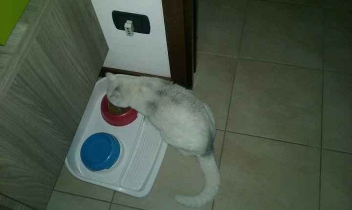 Too cute: i vostri amici animali - 1