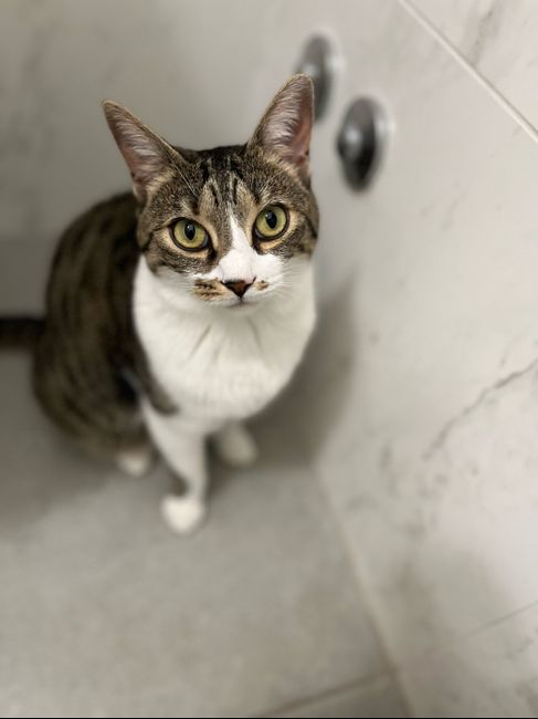 Vesti gli invitati a 4 zampe - 1