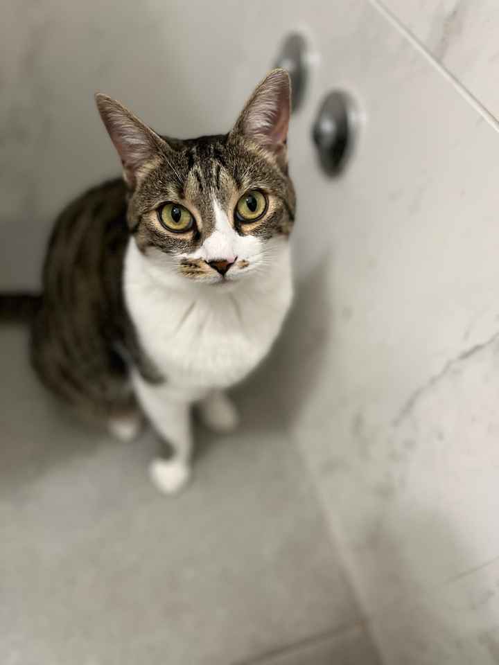 Vesti gli invitati a 4 zampe - 1