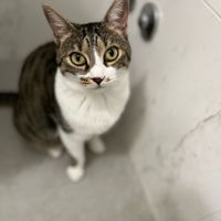 Vesti gli invitati a 4 zampe - 1