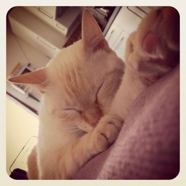 Vi presento rocco! - 1