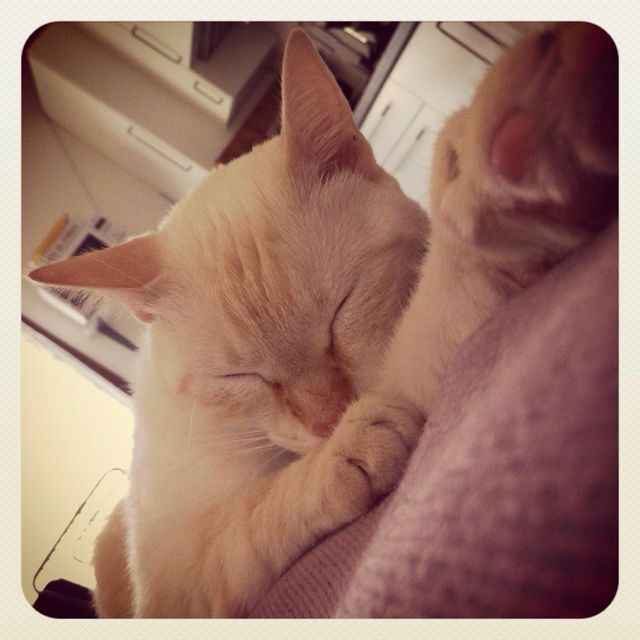 Vi presento rocco! - 1