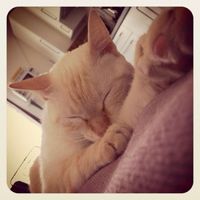 Vi presento rocco! - 1