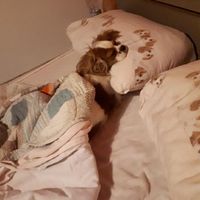 Bimbo peloso😍🐶 - 1