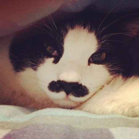 Le foto dei vostri animali - 1