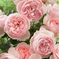 Bouquet settembrino - 1