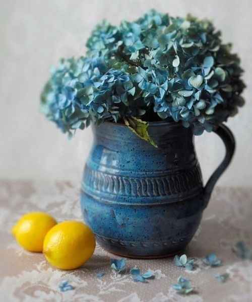 Ortensie che colore? - 1