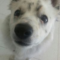 Cani al matrimonio - 1