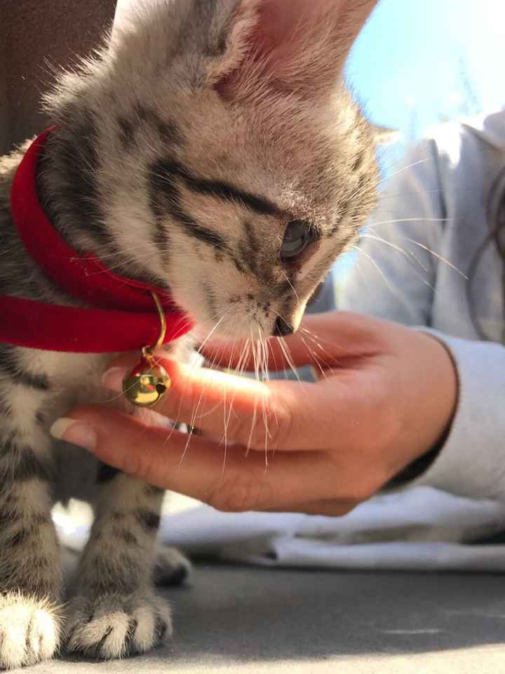 La nuova arrivata - 1