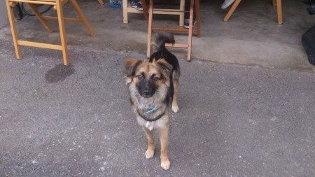 Le foto dei vostri animali - 1