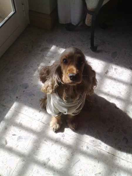 Le foto dei vostri animali - 2