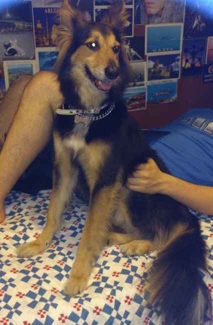 Le foto dei vostri animali - 3