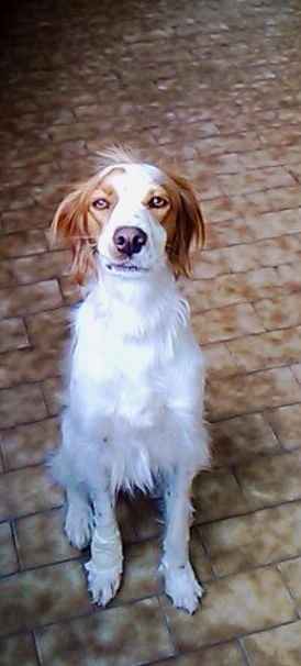 I nostri amici animali.. - 1