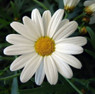 Pina