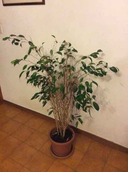 Ficus depresso