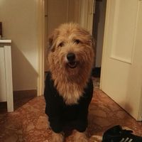 Pelosi alla riscossa! :) chi portera' il suo amico peloso al matrimonio? - 1