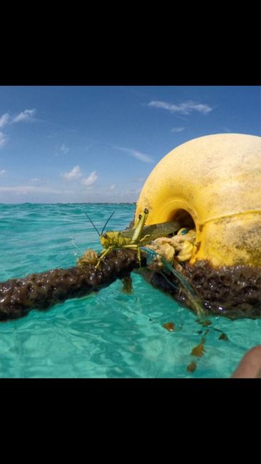 Viaggio di nozze messico--playa de carmen-riviera dei maya - 1