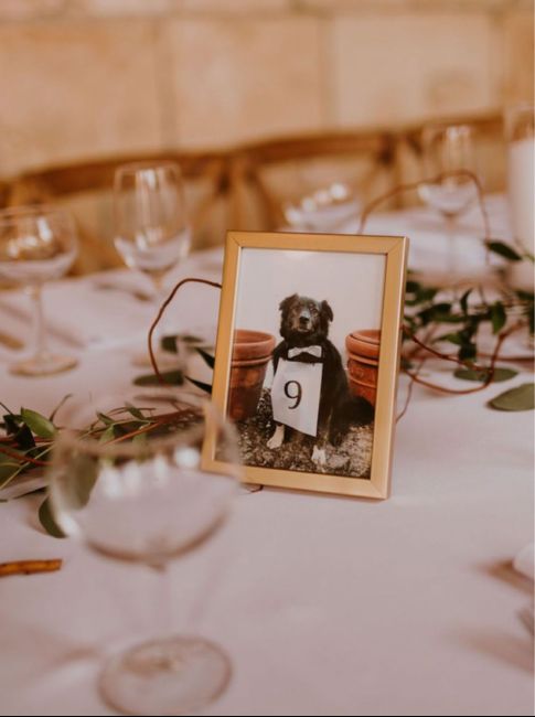 Matrimonio e animali❤️ - 3