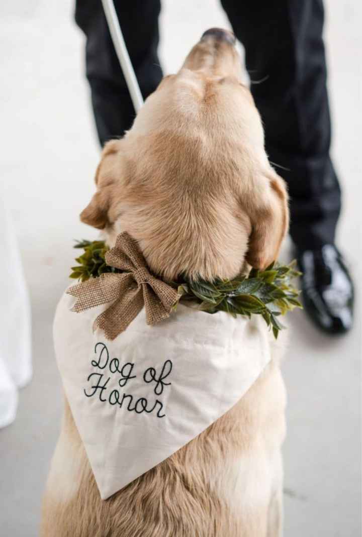 Matrimonio e animali❤️ - 2