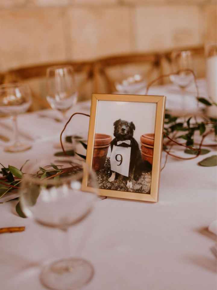 Matrimonio e animali❤️ - 3