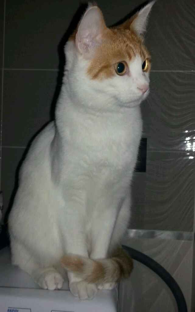 Le foto dei vostri animali - 1