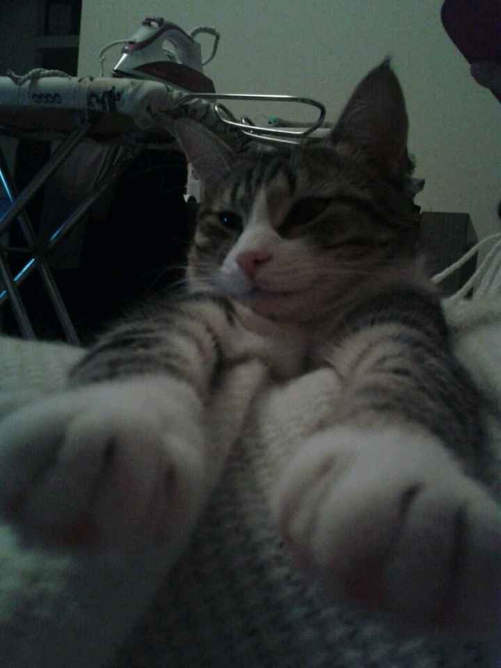 Le foto dei vostri animali - 2