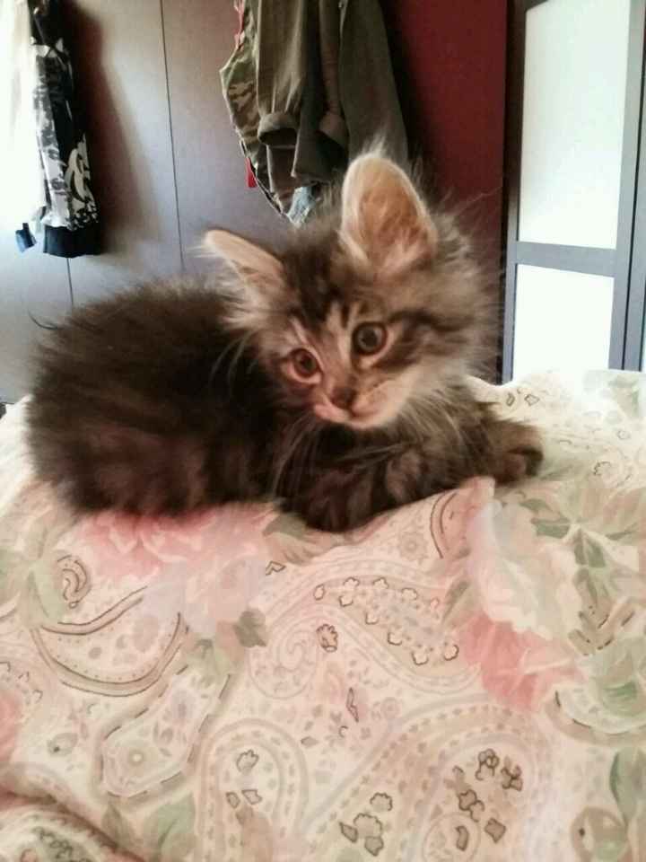 Le foto dei vostri animali - 3