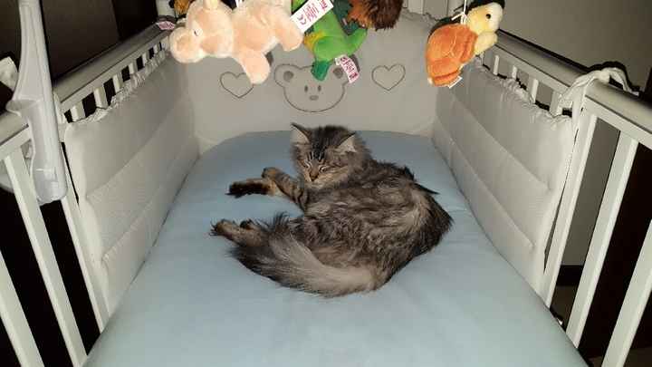 Toxoplasmosi e gatti - 1