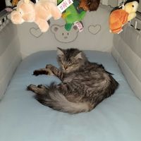 Toxoplasmosi e gatti - 1