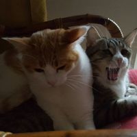 Toxoplasmosi e gatti - 2