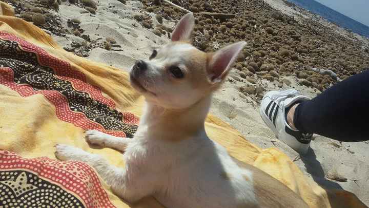 Cani al matrimonio? - 1