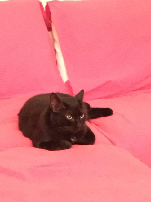 Prenderete un animale domestico? Quale? - 1