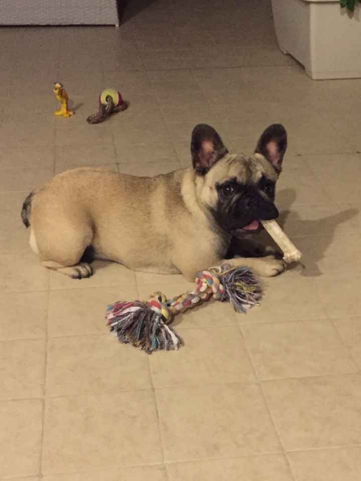 Consiglio razza cane!!!!!! - 1