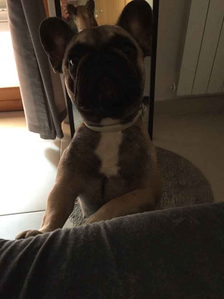 Cani al matrimonio - 1