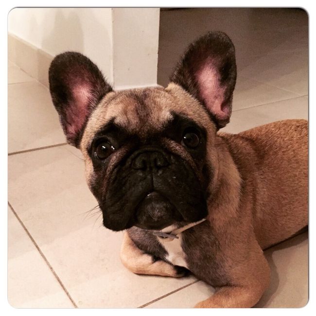 Cani e matrimonio ! - 1