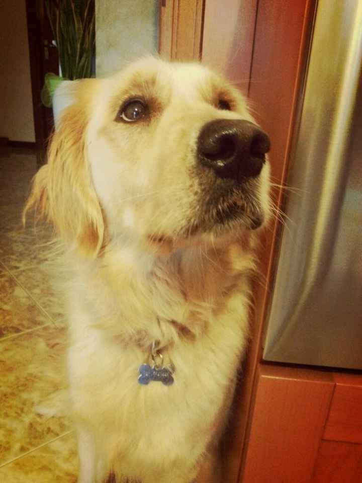 Too cute: i vostri amici animali - 1