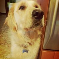 Too cute: i vostri amici animali - 1