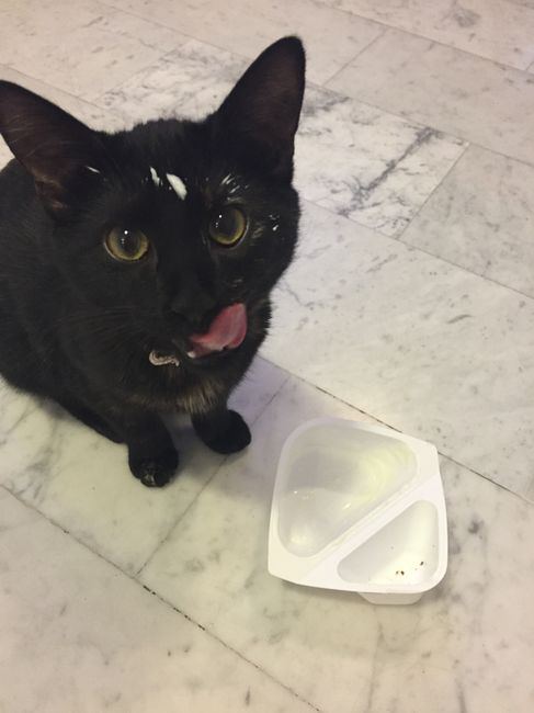 Too cute: i vostri amici animali - 3