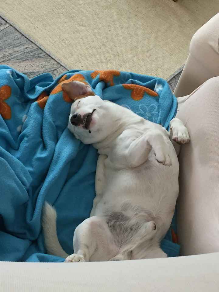 Porterete in viaggio di nozze i vostri amici a 4 zampe? 🐾 - 1