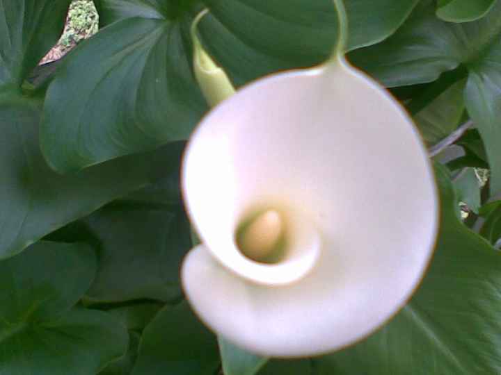 Calla