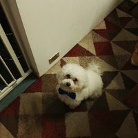 I miei bambini a 4 zampe - 1