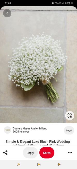 Gypsophila?!?!?! - 1