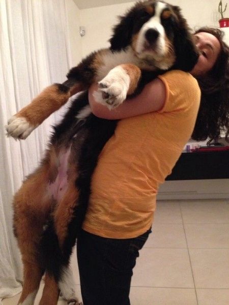 Too cute: i vostri amici animali - 3