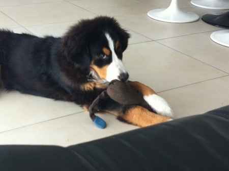 Too cute: i vostri amici animali - 2