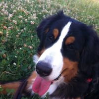 L'amore per i cani  - 1