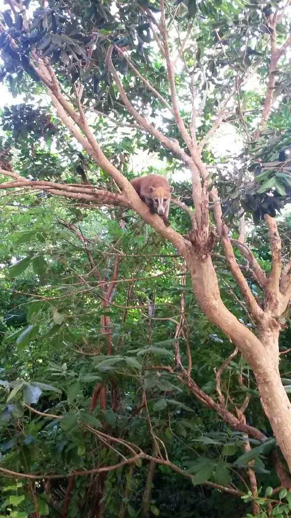  Messico fine giugno? - 3