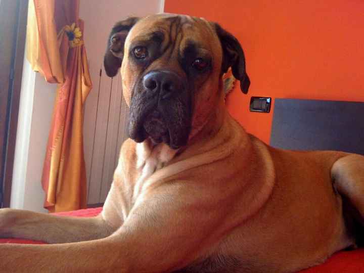 Animali domestici - 1