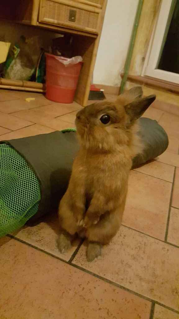 Amici pelosi *-* - 1