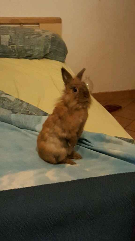 Animali domestici - 1