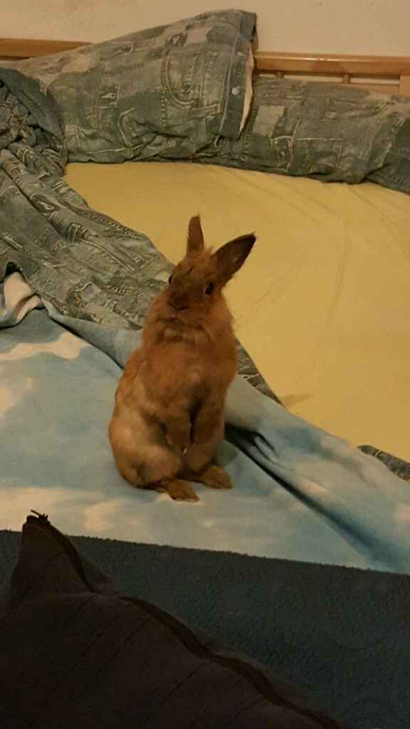 Oggi è arrivato il nostro bimbo peloso! - 1